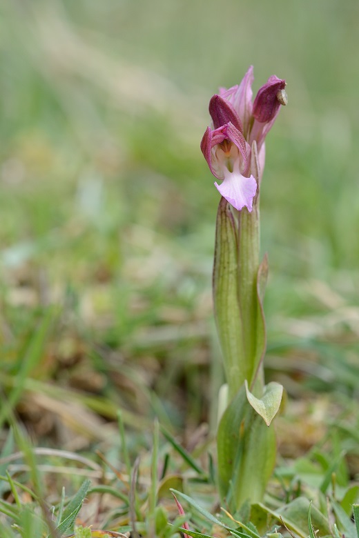 O.papilionacea particolare